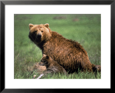 Grizzly Bear, Sow And Cub by Elizabeth Delaney Pricing Limited Edition Print image