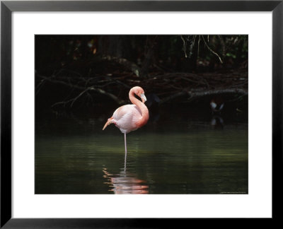 Pink Flamingo At Discovery Is Refuge, Fl by Henry Fichner Pricing Limited Edition Print image