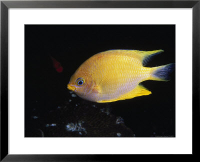 Tropical Fish, Australia by Wayne Brown Pricing Limited Edition Print image