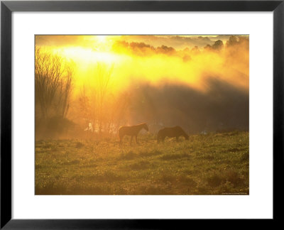 Two Horses Grazing In A Field, Athens, Oh by Jeff Friedman Pricing Limited Edition Print image