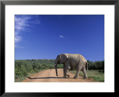 Elephant On Dirt Road, Addo Elephant National Park, South Africa by Walter Bibikow Pricing Limited Edition Print image