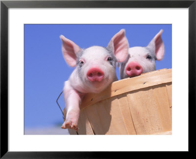 Mixed-Breed Pigs by Lynn M. Stone Pricing Limited Edition Print image