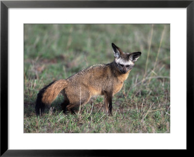 Bat-Eared Fox, Otcyon Megalotis, Tanzania by Robert Franz Pricing Limited Edition Print image