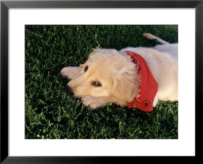 Eleven-Week-Old Golden Retriever Puppy by Frank Siteman Pricing Limited Edition Print image