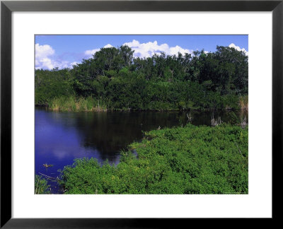 Everglades National Park, Fl by Jeff Greenberg Pricing Limited Edition Print image