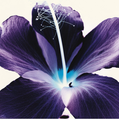 Plum Hibiscus by Christine Caldwell Pricing Limited Edition Print image