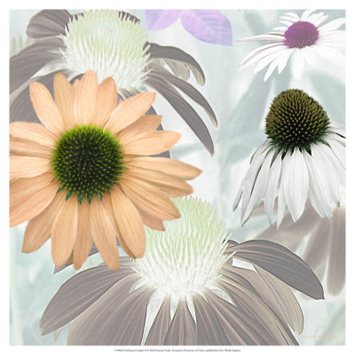 Echinacea Garden Ii by Francine Funke Pricing Limited Edition Print image