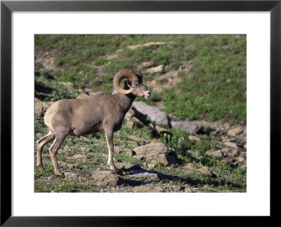 Rocky Mountain Bighorn Sheep by Donald Higgs Pricing Limited Edition Print image