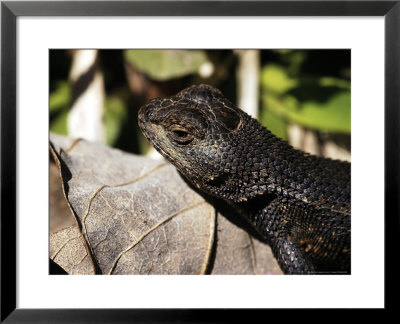 Fence Lizard, Sceloprus Undulatus by Larry F. Jernigan Pricing Limited Edition Print image