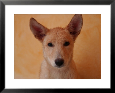 Dog With His Ears Up by Keith Levit Pricing Limited Edition Print image