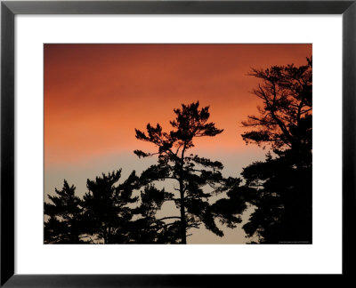 Trees During Sunset by Keith Levit Pricing Limited Edition Print image