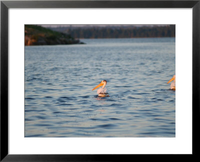 Group Of Pelicans, Lake Scenes by Keith Levit Pricing Limited Edition Print image