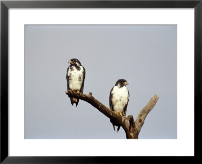 Augur Buzzards On A Branch by Fogstock Llc Pricing Limited Edition Print image