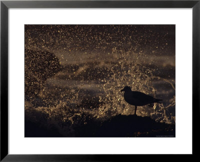 Seagull With Waves Crashing Behind It by Fogstock Llc Pricing Limited Edition Print image