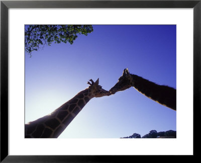A Mother And Baby Giraffe by Tim Lynch Pricing Limited Edition Print image