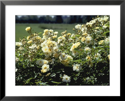 Rosa Goldfinch (Rambling Rose) Cream/Yellow Flower Lackham College by David Askham Pricing Limited Edition Print image