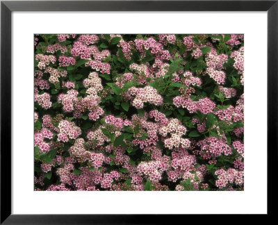 Spiraea Japonica (Little Princess) by Mark Bolton Pricing Limited Edition Print image