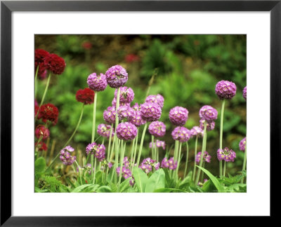 Primula Denticulata Batsford by Mark Bolton Pricing Limited Edition Print image