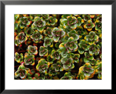 Thyme Doone Valley Close-Up Of Foliage by Mark Bolton Pricing Limited Edition Print image