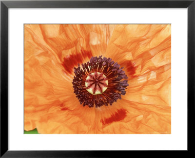 Papaver Orientale Saffron, Orange Flower by Mark Bolton Pricing Limited Edition Print image