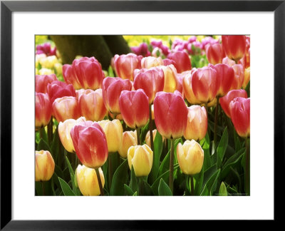Tulipa Eurostar (Tulip), Close-Up Of Red And Yellow Tulips by Mark Bolton Pricing Limited Edition Print image