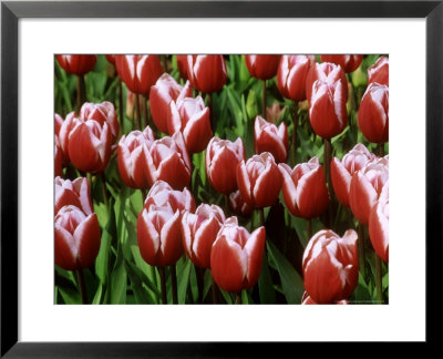Tulipa Stargazer (Tulip), Close-Up Of Red And White Flowers by Mark Bolton Pricing Limited Edition Print image