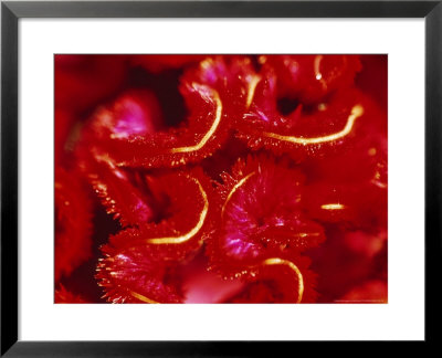 Celosia Cristata (Cockscomb), Close-Up Of Red Flower by Ruth Brown Pricing Limited Edition Print image
