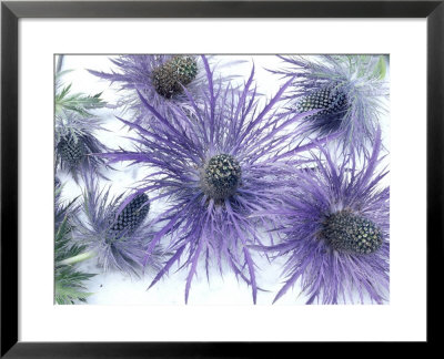 Flowers, Eryngium Alpinum On White Background by Linda Burgess Pricing Limited Edition Print image