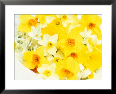 Spring Flowers, Narcissus, White & Yellow Flowers With Water Drop by Linda Burgess Pricing Limited Edition Print image