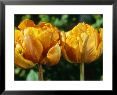 Tulipa Orange Prinses (Double Early) With Dew Drops by Chris Burrows Pricing Limited Edition Print image