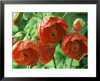 Abutilon, Marion (Flowering Maple) by Chris Burrows Pricing Limited Edition Print image