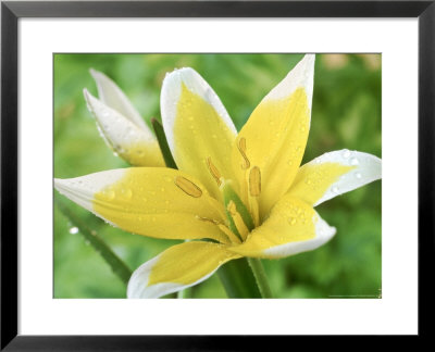 Tulipa Tarda (Tulip) by Chris Burrows Pricing Limited Edition Print image