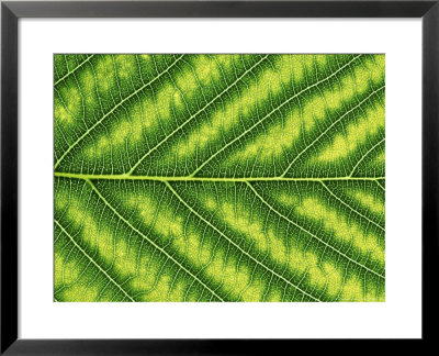 Close-Up Detail Of Leaf by Rex Butcher Pricing Limited Edition Print image