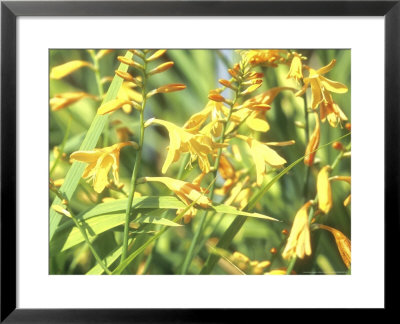 Crocosmia X Crocosmiiflora Canary Bird by Brian Carter Pricing Limited Edition Print image