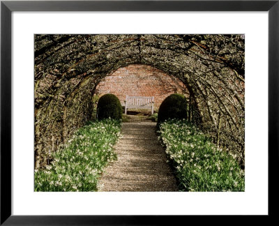 Apple Tunnel With Narcissus Thalia Planted Beneath by Carole Drake Pricing Limited Edition Print image