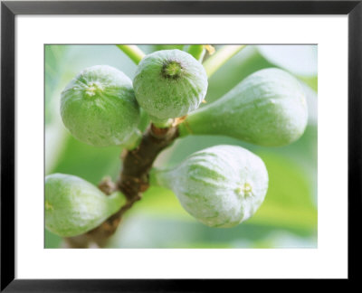Ficus Carica (Fig) Close-Up Of Fruit by Carole Drake Pricing Limited Edition Print image