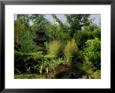 Sedge Grasses by Ron Evans Pricing Limited Edition Print image