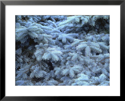 Picea Pungens Glauca Close-Up Of Foliage by Vaughan Fleming Pricing Limited Edition Print image