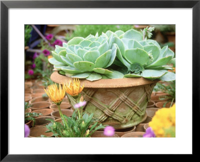 Echeveria In Pot Chelsea Flower Show 1997 by Georgia Glynn-Smith Pricing Limited Edition Print image