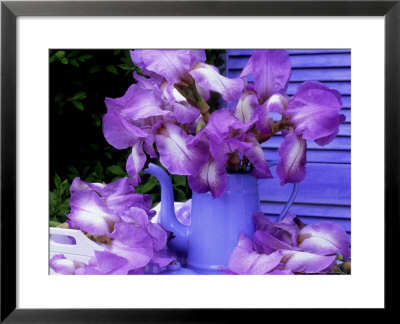 Bearded Iris Blue Shimmer In Blue Coffee Jug On Table With Blue Shutter In Background by James Guilliam Pricing Limited Edition Print image