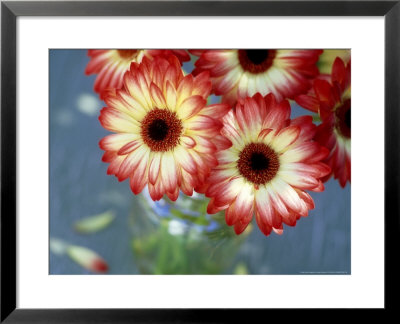 Glass Vase Containing Pink And Cream Bicoloured Gerbera (Transvaal Daisy) by James Guilliam Pricing Limited Edition Print image