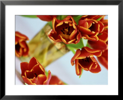 Tulips In Glass Vase March by James Guilliam Pricing Limited Edition Print image