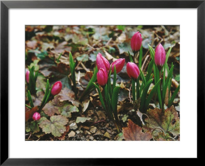 Tulipa Pulchella Violacea Spring Wretham Lodge, Norfolk by Jacqui Hurst Pricing Limited Edition Print image