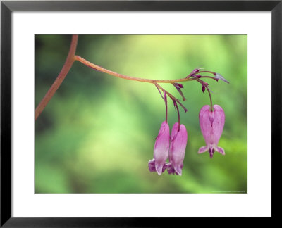 Dicentra Bountiful (Bleeding Heart), Close-Up Of Pendulous Pink Flowers by Hemant Jariwala Pricing Limited Edition Print image