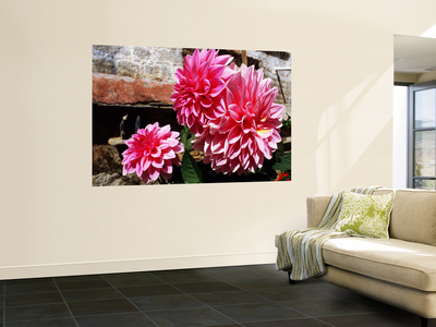 Dahlia Flowers On Monastery Wall by Juliet Coombe Pricing Limited Edition Print image