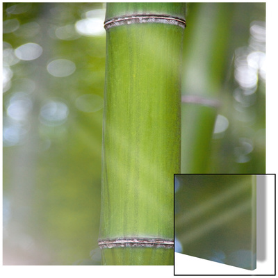 Bamboo Ii by Sara Deluca Pricing Limited Edition Print image