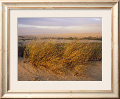 Sand Dunes At Oso Flaco Nature Conservancy, Pismo Beach, California by Rich Reid Pricing Limited Edition Print image