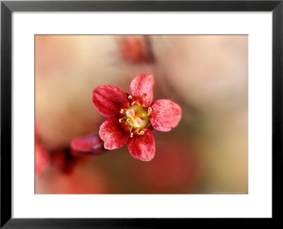 Saxifraga Black Beauty, Close-Up Of Pink Flower, Shrub by Lynn Keddie Pricing Limited Edition Print image