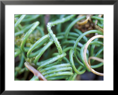 Juncus Decepiens Curly Wurly, Close-Up Of Plant by Lynn Keddie Pricing Limited Edition Print image
