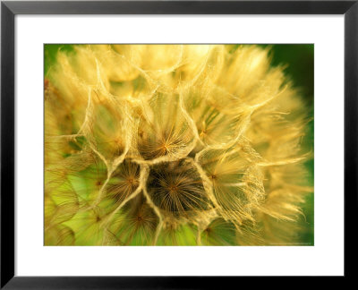 Traditional Walled Kitchen Garden, Planted With Mixed Vegetable & Flowers by Lynn Keddie Pricing Limited Edition Print image